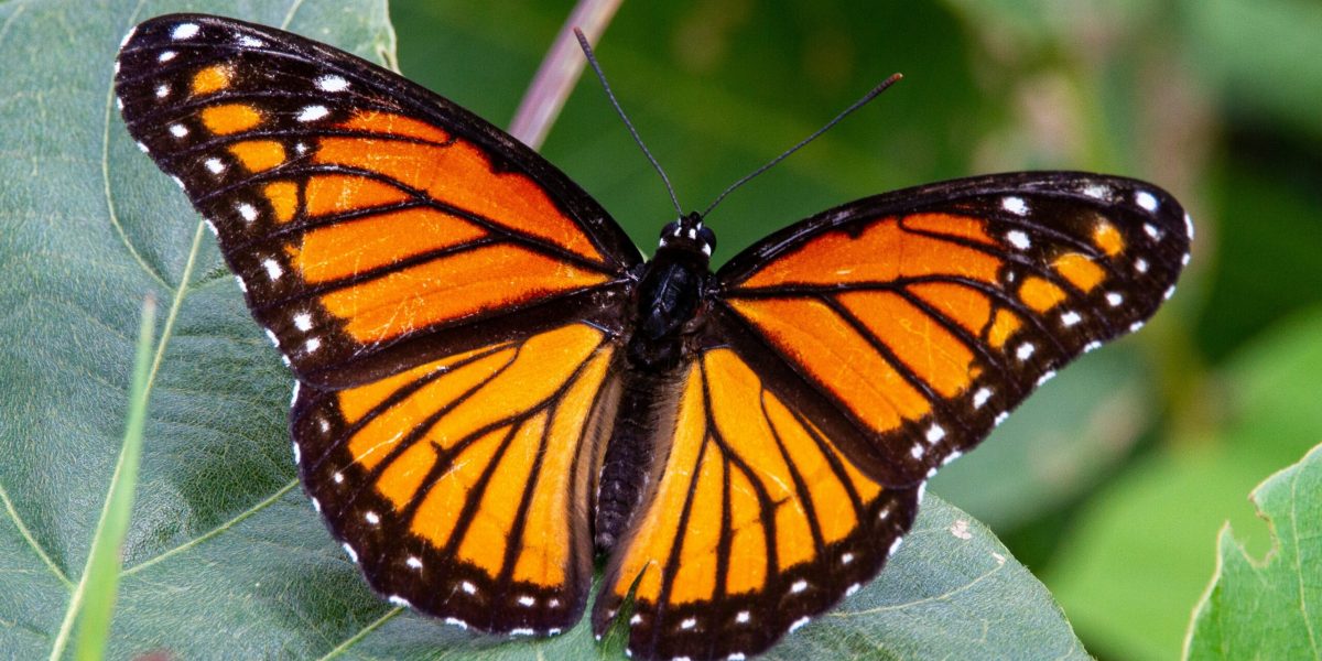 Expoziție spectaculoasă cu fluturi la Antipa: Când poți vedea minunea