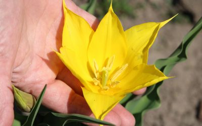 Floare Rară în Cazanele Dunării: Spectacol floral neașteptat