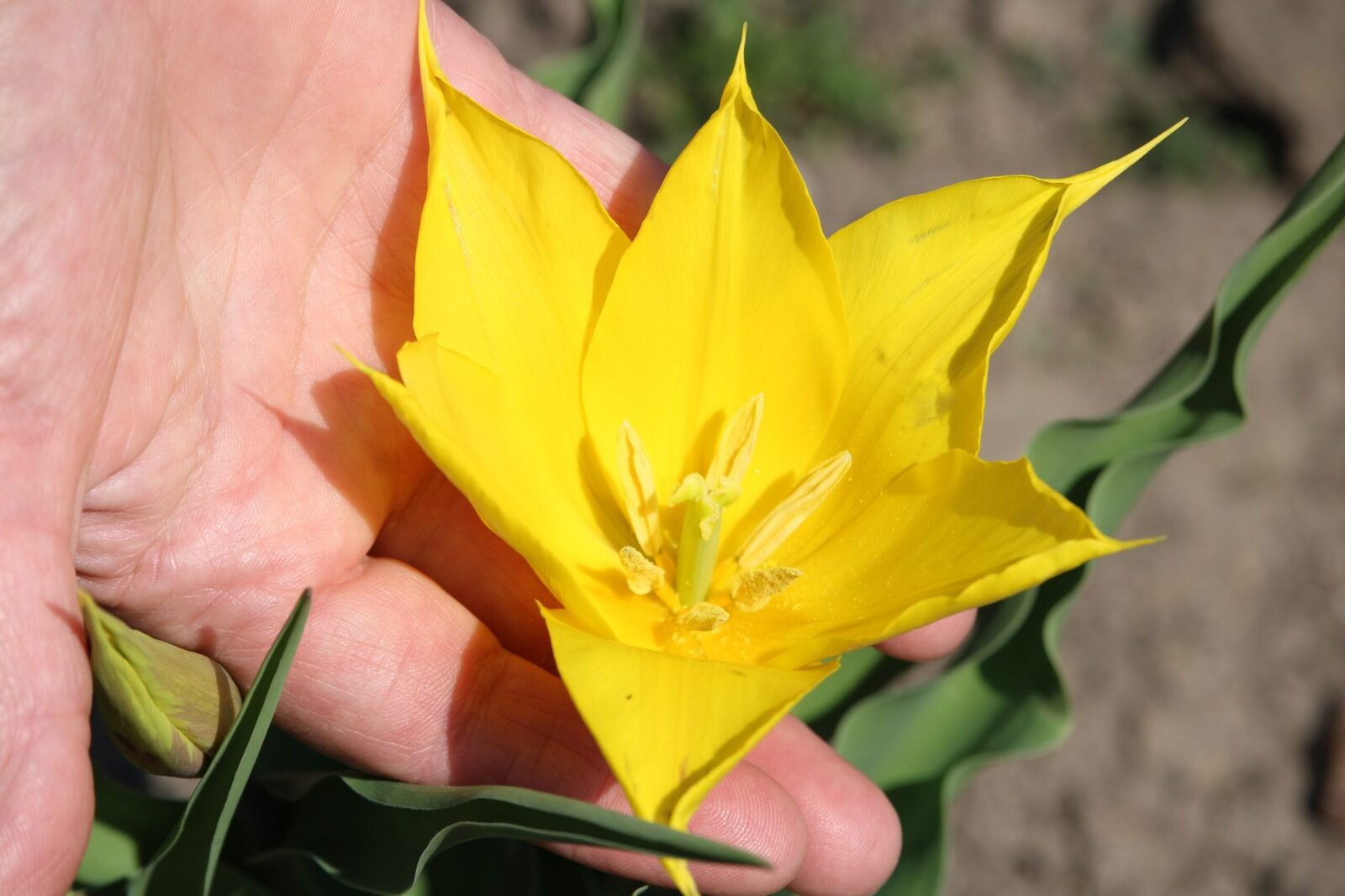 Floare Rară în Cazanele Dunării: Spectacol floral neașteptat