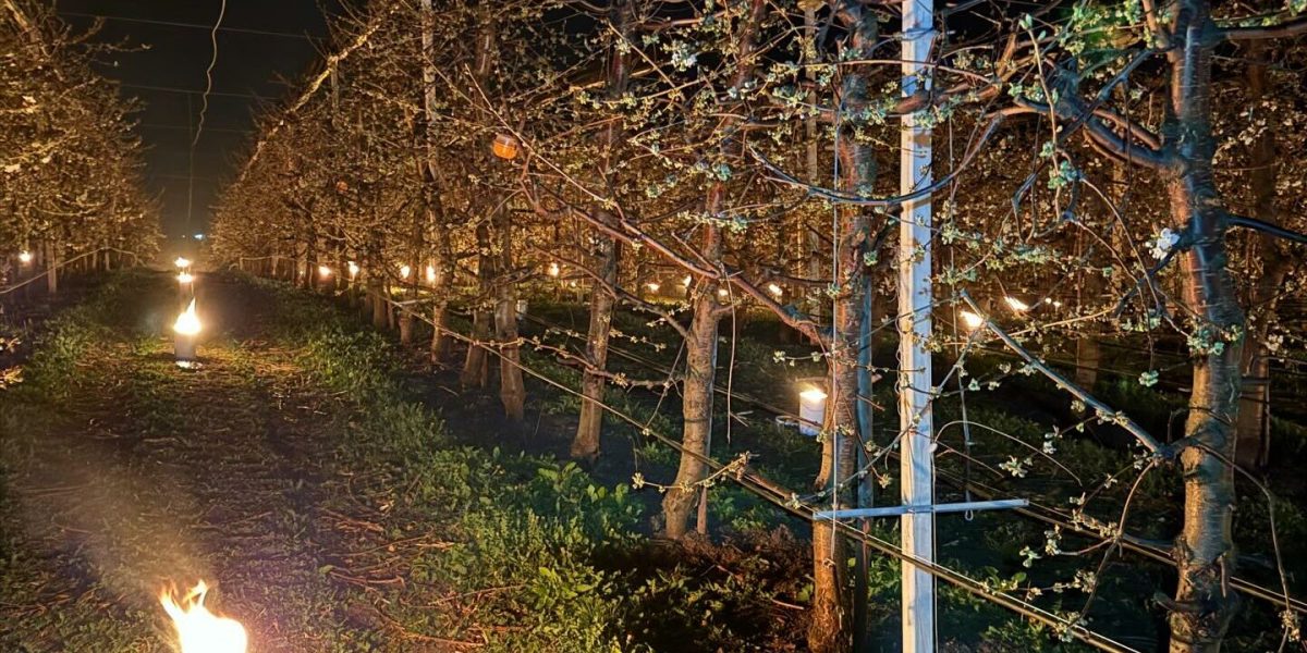 Cireșii salvați de îngheț: 40.000 de euro, arși într-o singură noapte