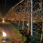 Cireșii salvați de îngheț: 40.000 de euro, arși într-o singură noapte