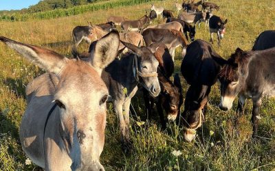 Inflație și carne de măgar în Argentina lui Javier Milei: Reforme pe 50 de ani