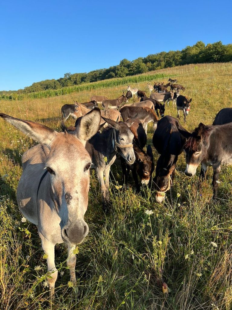 Inflație și carne de măgar în Argentina lui Javier Milei: Reforme pe 50 de ani