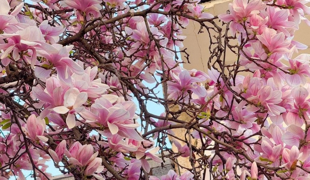 Vreme de primăvară în România: 20 de grade Celsius în următoarele zile