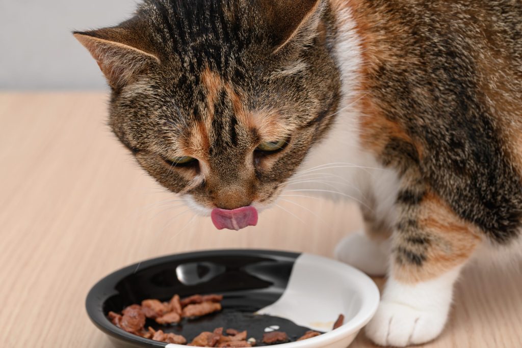Mâncarea pentru pisici: Studiu care schimbă regulile, confirmă beneficiile!
