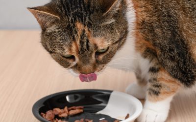 Mâncarea pentru pisici: Studiu care schimbă regulile, confirmă beneficiile!