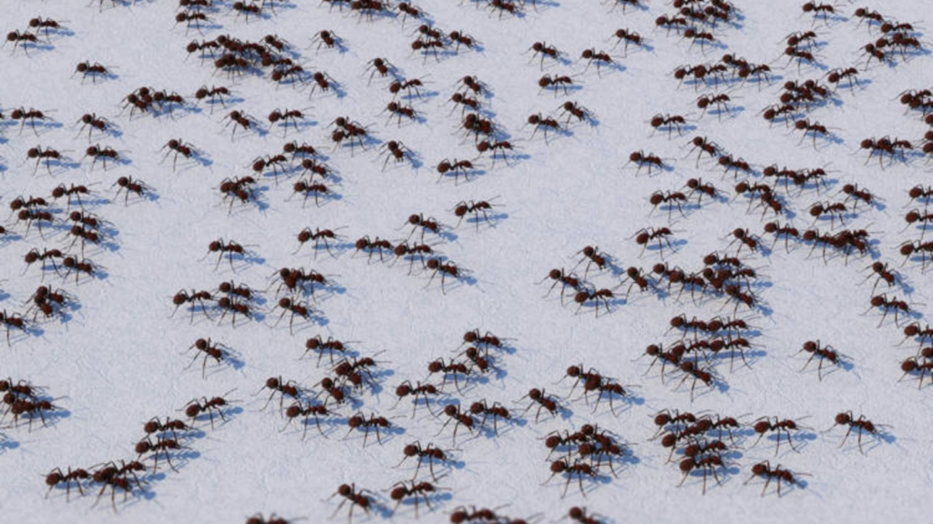 Furnicile, șocate de cafeină: Ce au descoperit cercetătorii