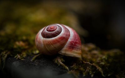 Melcul VAMPIR terifiant: Italia propune creatura sângeroasă la „Molusca Anului”