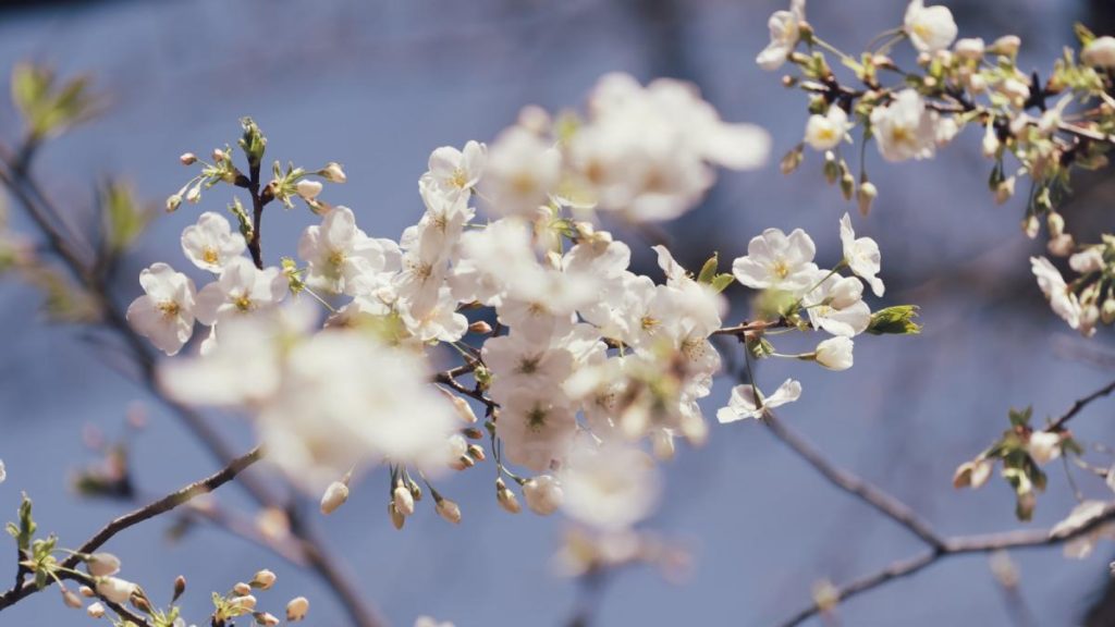 Vine soarele după ger: Temperaturile se apropie de normal în România