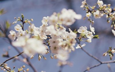 Vine soarele după ger: Temperaturile se apropie de normal în România