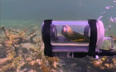 Bărbat inventiv: Submarin pentru papagal. Acesta explorează viața subacvatică