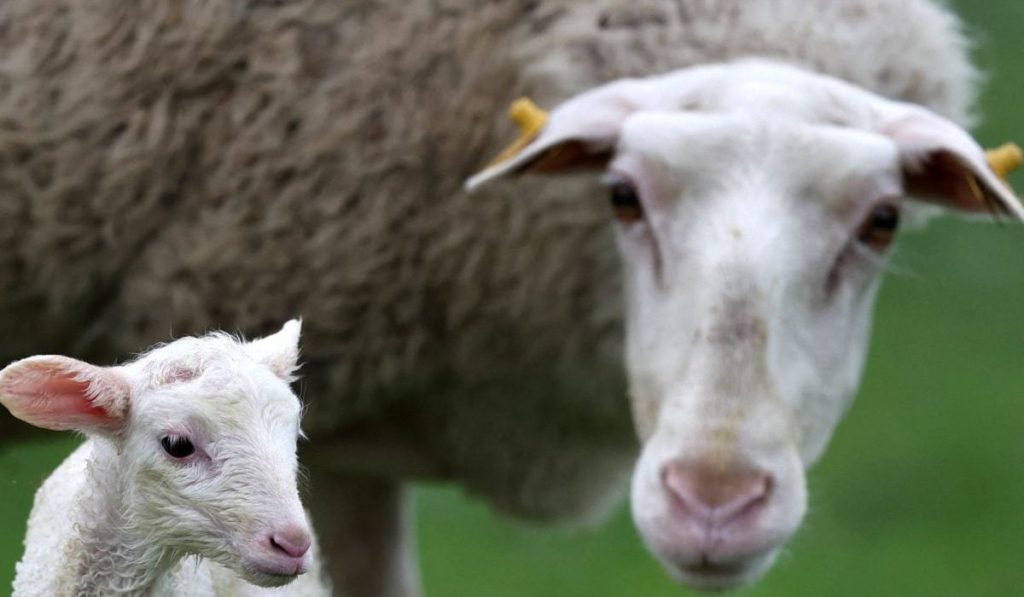 Nu mai face față: Un antreprenor disperat caută ajutor, dar nu găsește