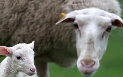 Nu mai face față: Un antreprenor disperat caută ajutor, dar nu găsește