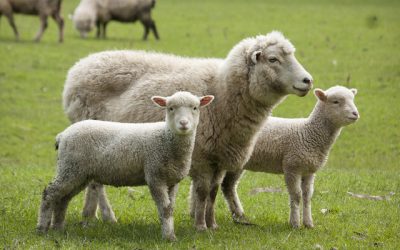 Victorie la Curtea de Apel: Guvernul, obligat să dea ajutor de stat fabricii din România