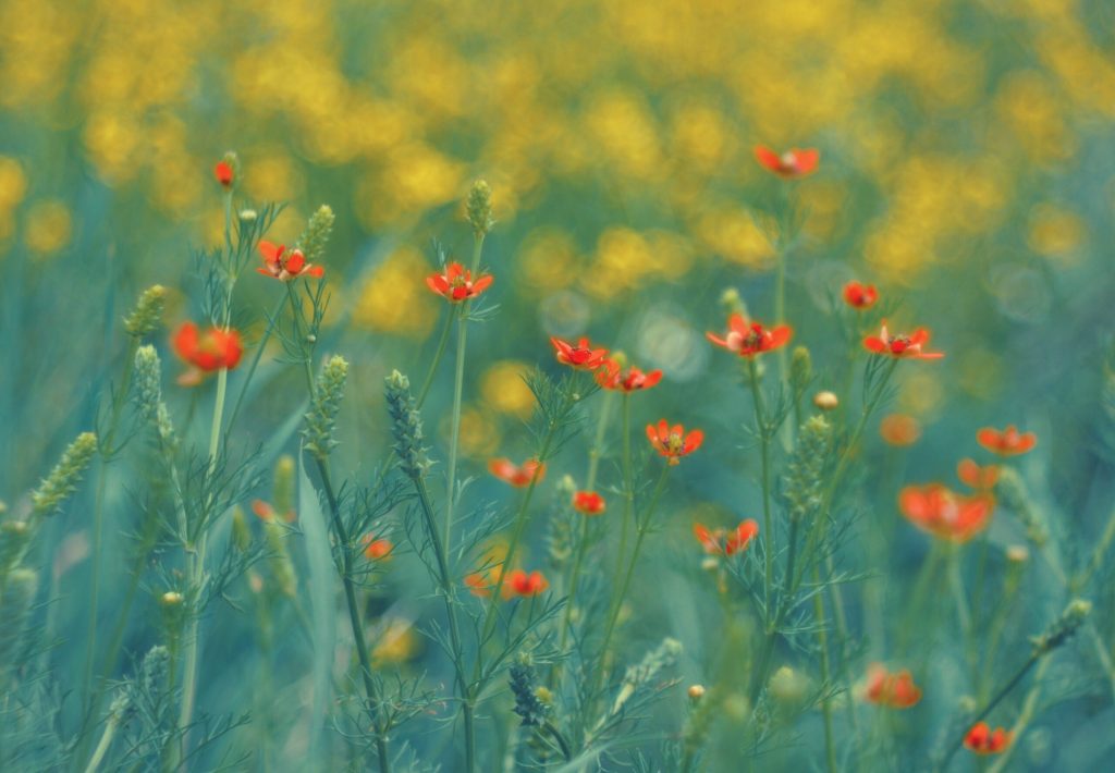 ANM dă verdictul pentru 1 Mai: Vreme perfectă pentru români în România