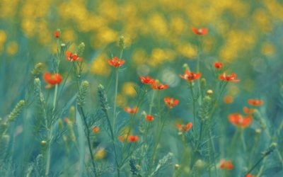 ANM dă verdictul pentru 1 Mai: Vreme perfectă pentru români în România