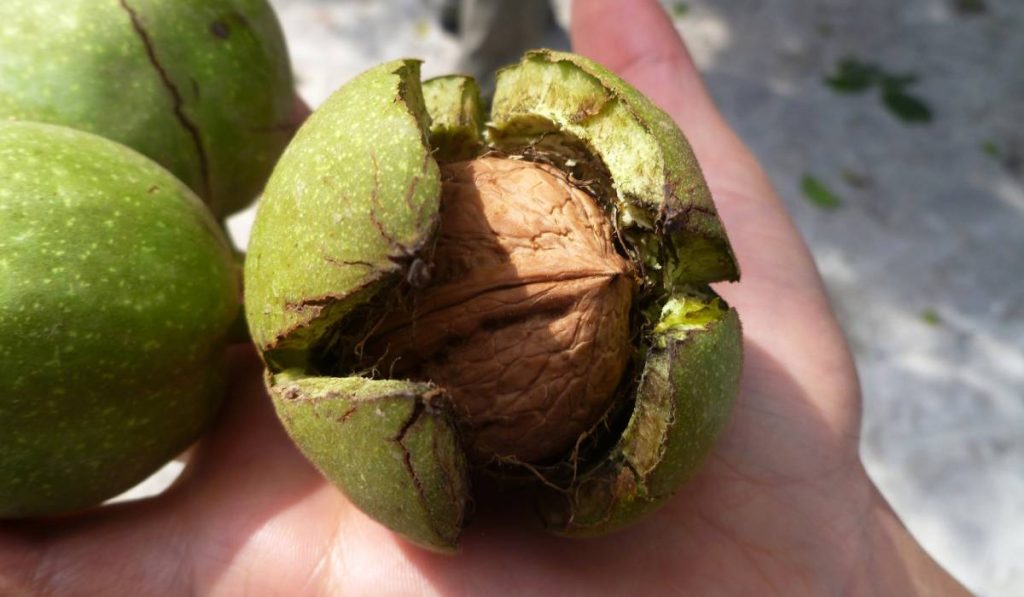 Nuci, superalimentul: Scad colesterolul, combat depresia și dau sațietate!