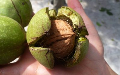 Nuci, superalimentul: Scad colesterolul, combat depresia și dau sațietate!