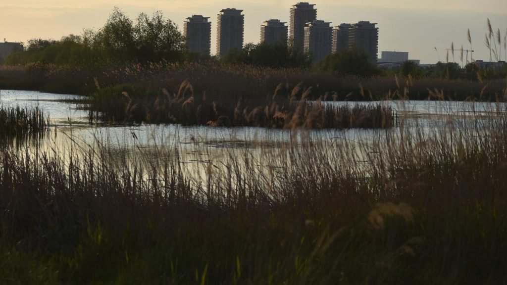 București: Oaza sălbatică Văcărești, admirată de Bloomberg, sfidând betonul