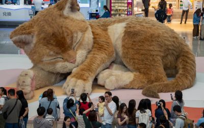 O pisică uriașă „găzduită” în Aeroportul Hong Kong fascinează călătorii