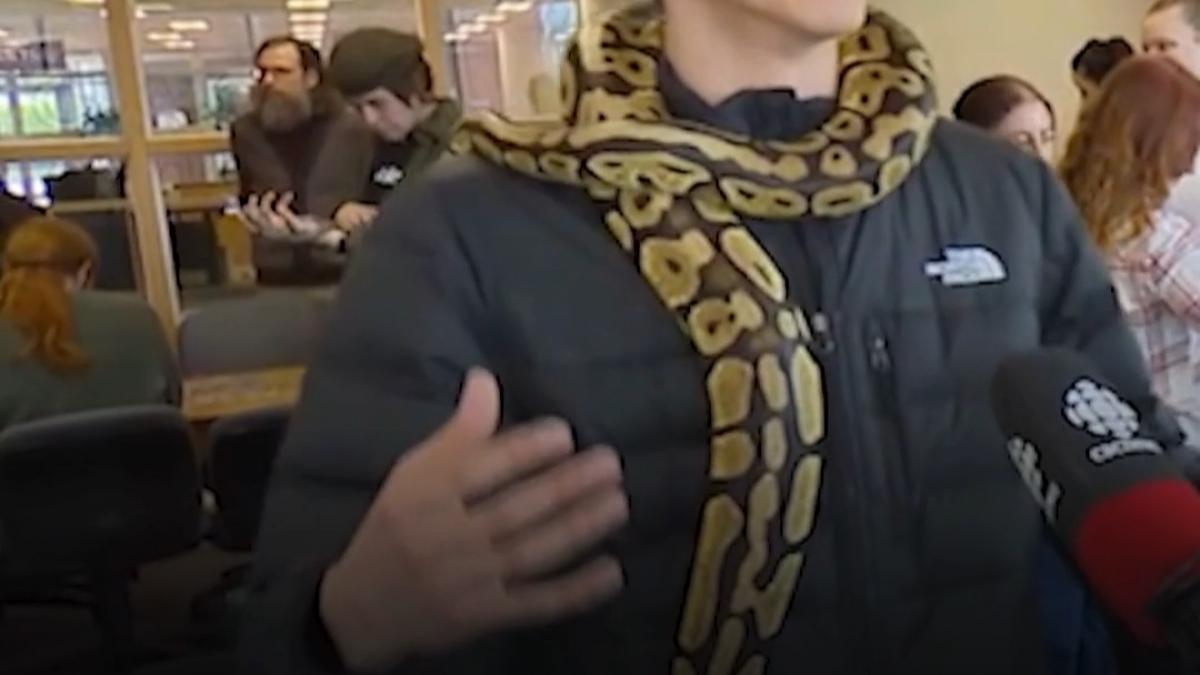 Universitatea canadiană, terapie-șoc pentru elevi: Șerpi anti-stres