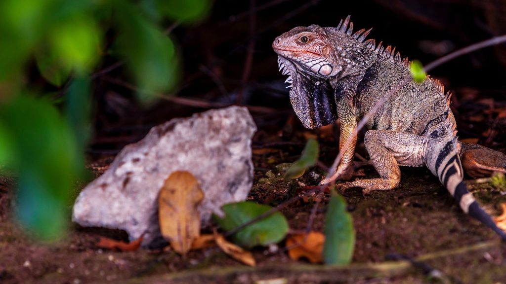 Ochii vertebratelor, un singur organ pe cap inițial, spun cercetătorii