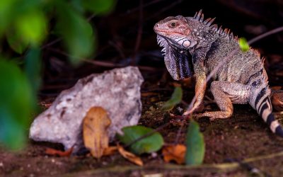 Ochii vertebratelor, un singur organ pe cap inițial, spun cercetătorii
