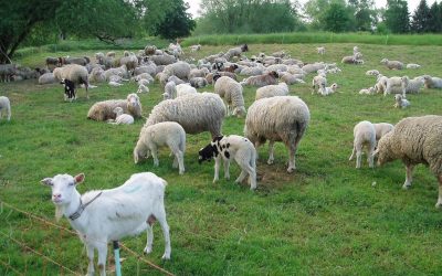 Zoofil în serie prins în Franța: Detalii uluitoare despre crimă