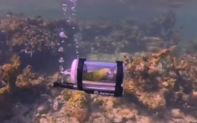 Bărbat din SUA, erou pentru papagalul său: Primul snorkeling din lume