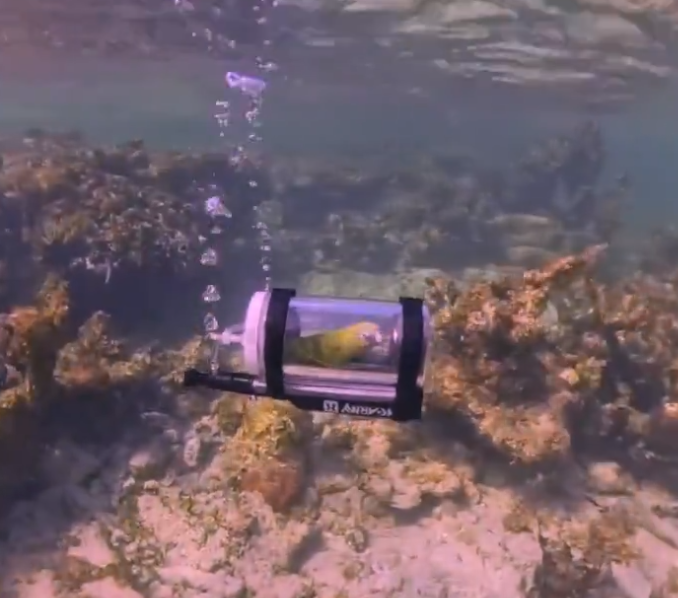 Bărbat din SUA, erou pentru papagalul său: Primul snorkeling din lume