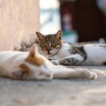 pexels-benyasincelebi-35700277-scaled.jpg - JurnalUrban