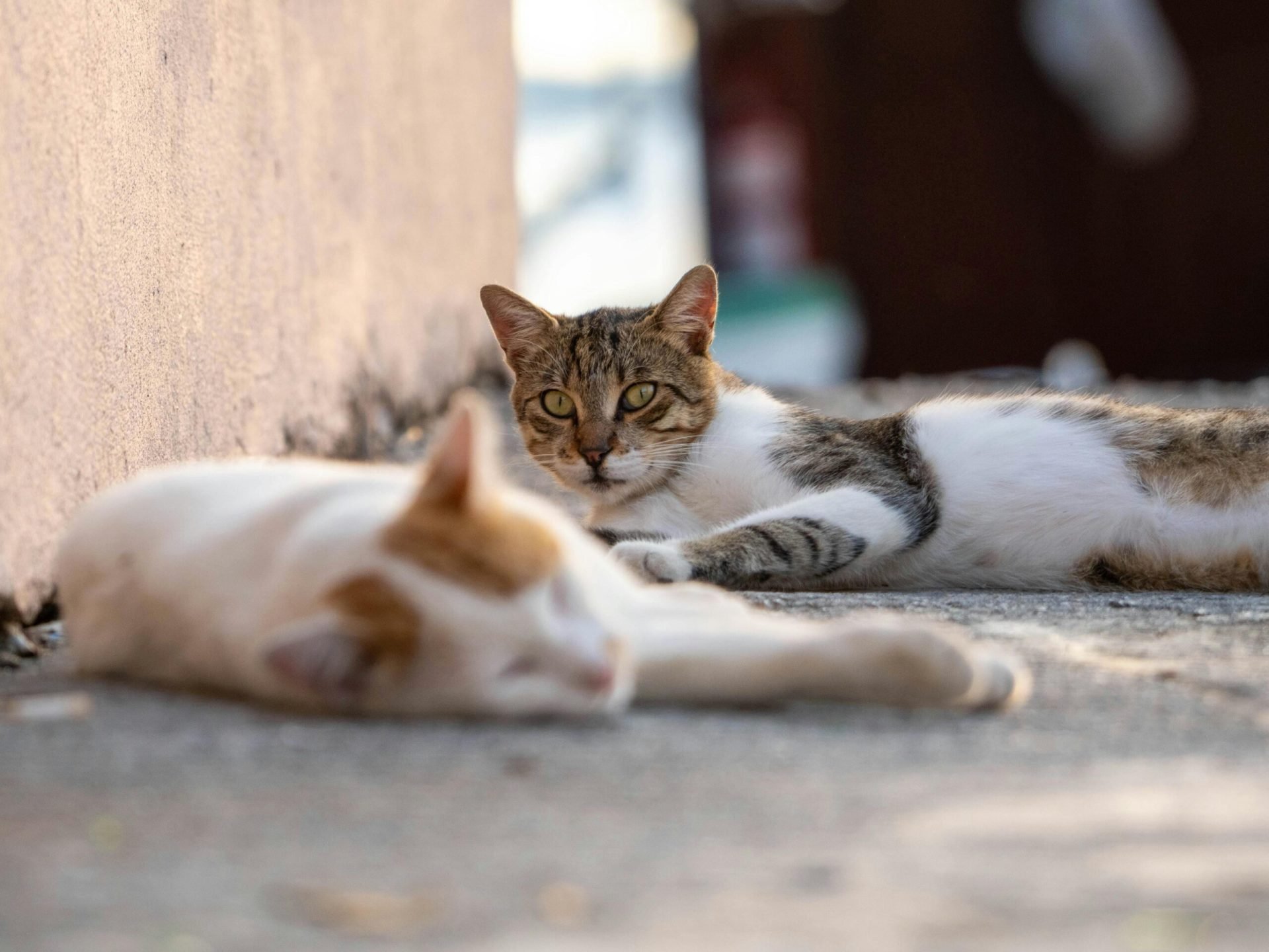 Adopții feline și grătar la un eveniment dedicat iubitorilor de pisici în Sectorul 3 Bucureștenii iubitori de pisici sunt invitați la cea de-a doua ediție a evenimentului „Adoptă un Aristo & Crat”, care va avea loc duminică, 5 aprilie 2026, între orele 12:00 și 18:00, în curtea unei firme de avocatură din Sectorul 3