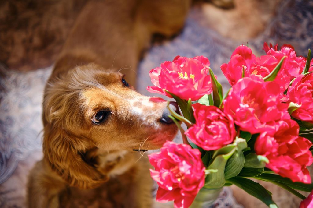 Flori de Florii: Frumusețe cu un gust amar pentru animalele de companie în 2026 În pragul sărbătorii Floriilor din 2026, tradiția oferirii de flori se îmbină cu o preocupare tot mai mare pentru siguranța animalelor de companie