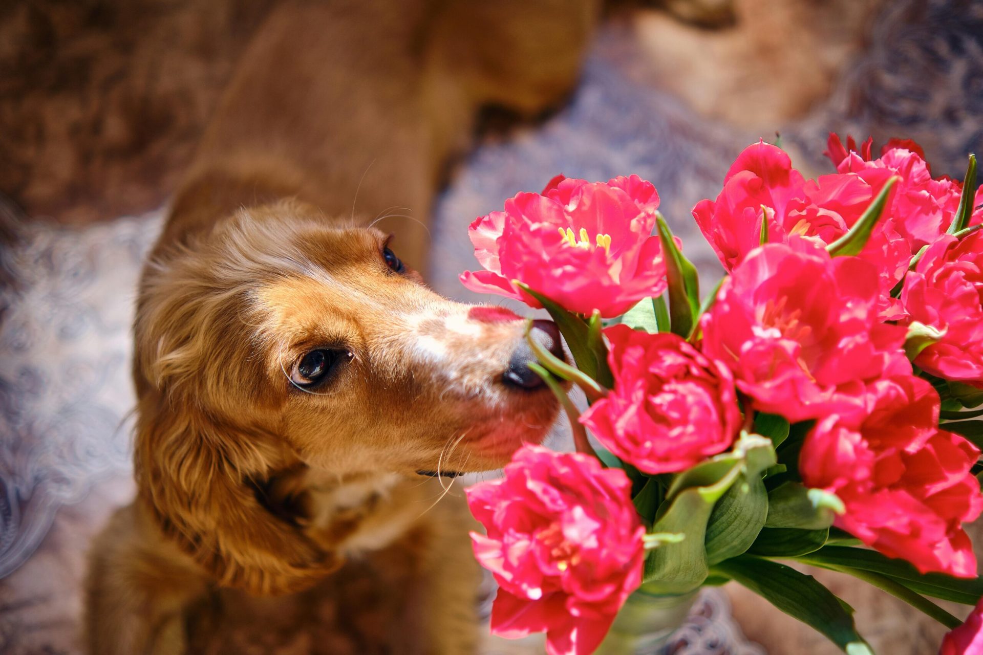 Flori de Florii: Frumusețe cu un gust amar pentru animalele de companie în 2026 În pragul sărbătorii Floriilor din 2026, tradiția oferirii de flori se îmbină cu o preocupare tot mai mare pentru siguranța animalelor de companie