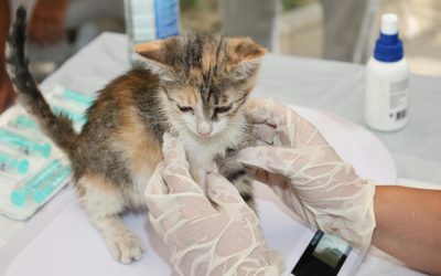 EMA dă undă verde primului vaccin veterinar bazat pe ARN mesager din UE