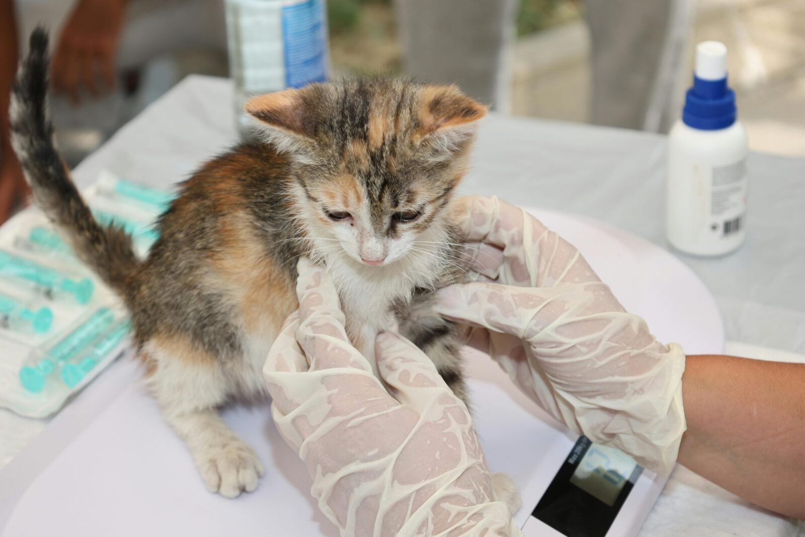 EMA dă undă verde primului vaccin veterinar bazat pe ARN mesager din UE