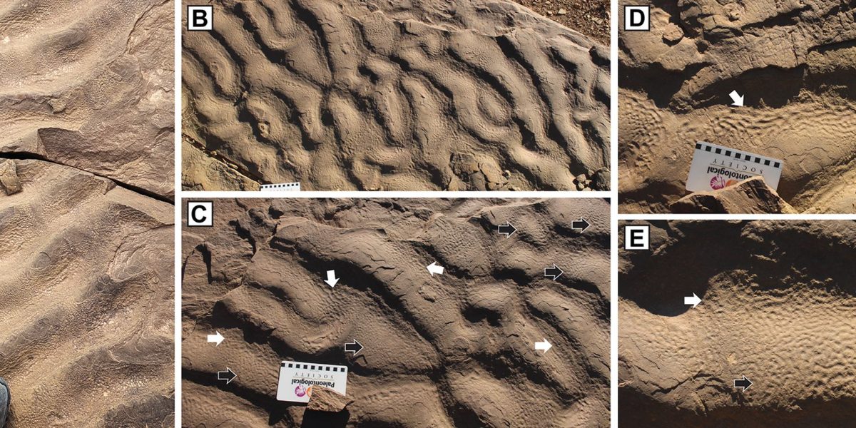 piele-de-elefant-roci-gsw_Descopera.jpg - JurnalUrban