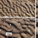 piele-de-elefant-roci-gsw_Descopera.jpg - JurnalUrban