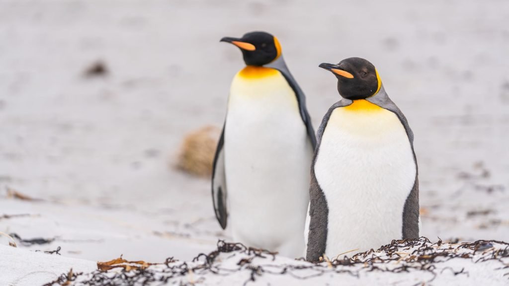 Pinguinii cu festin nelimitat, confruntați cu o enigmă