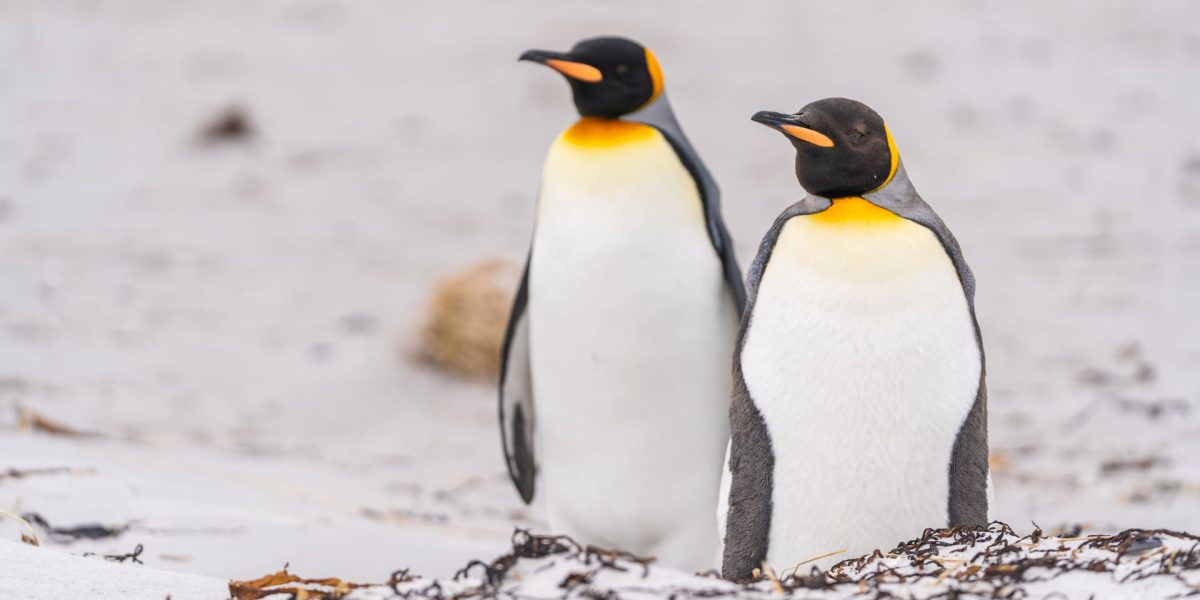pinguinii-care-au-mancare-la-discretie_shutterstock_descopera-10.jpg - JurnalUrban