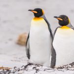 pinguinii-care-au-mancare-la-discretie_shutterstock_descopera-10.jpg - JurnalUrban