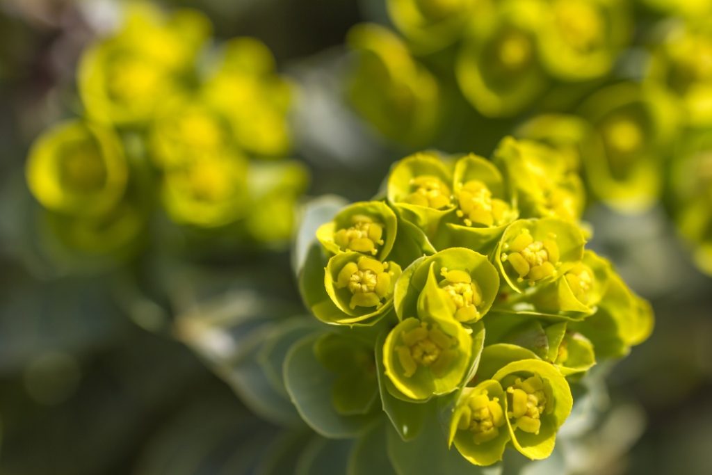 Euphorbia, „Coronița lui Hristos”: Ghidul complet pentru o grădină plină de culoare Bucuria unei grădini pline de flori vibrante poate fi acum realitate cu ajutorul plantei Euphorbia, cunoscută și sub numele de „coronița lui Hristos”