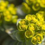 planta.jpg - JurnalUrban