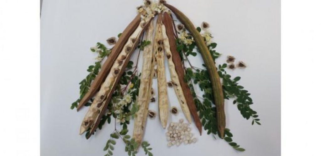 Planta din BRAZILIA promite: Curăță apa de microplastice