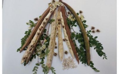 Planta din BRAZILIA promite: Curăță apa de microplastice