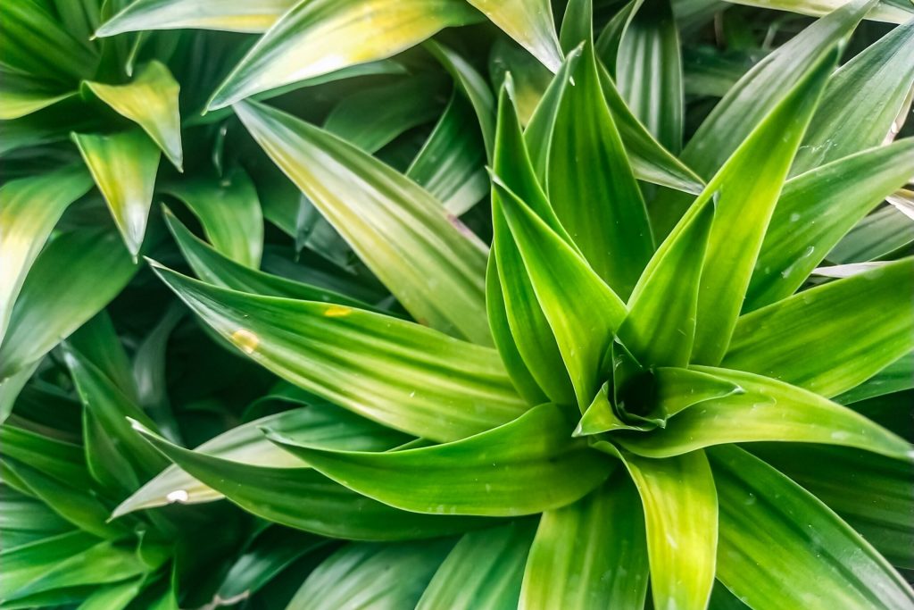 Metoda SIMPLĂ prin care-ți salvezi plantele de apartament