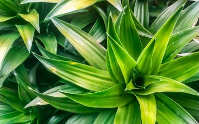 Metoda SIMPLĂ prin care-ți salvezi plantele de apartament