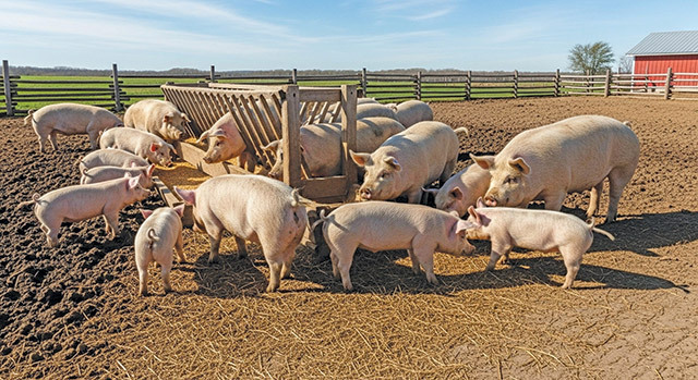 porci-porcusori-ferma-123rf.jpg - JurnalUrban