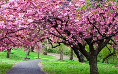 Vreme blândă în următoarele patru săptămâni, anunță ANM, dar și puține ploi