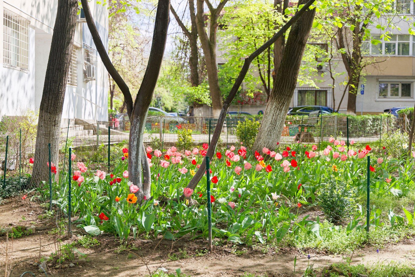 Plantarea de arbori și arbuști în fața blocului: Un gest cu potențiale urmări legale Mulți locuitori ai blocurilor de apartamente consideră plantarea unui copac sau a unor flori în fața imobilului un act de înfrumusețare, lipsit de consecințe legale
